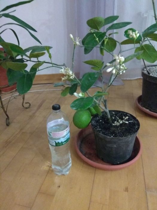 Лимони сорт Київський великоплідний