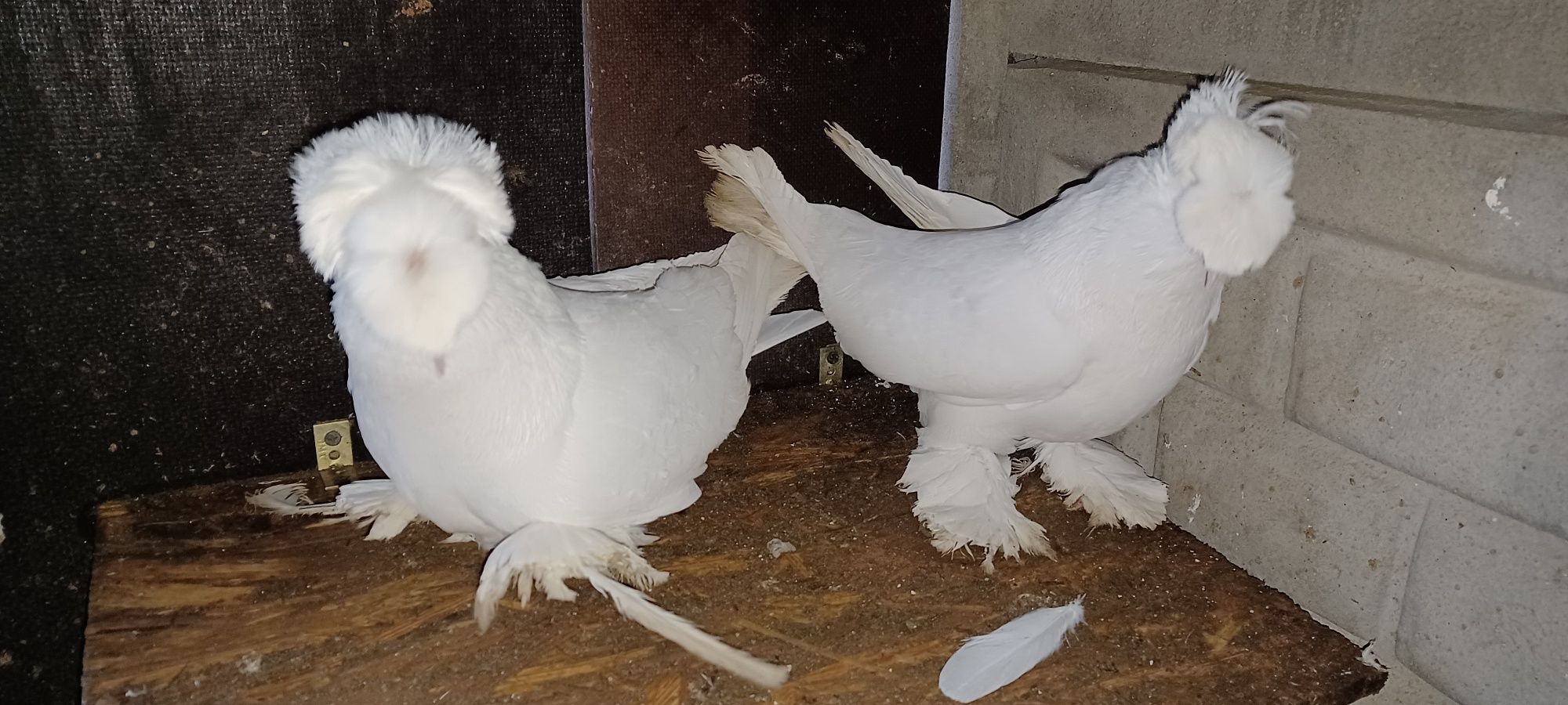 Turkot niemiecki dwuczuby para samica samiec golebie turkoty