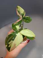 Syngonium Red Spot Tricolor