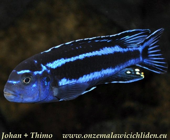 Меланохромис Майнгано Melanochromis Maingano Цихліди Малаві