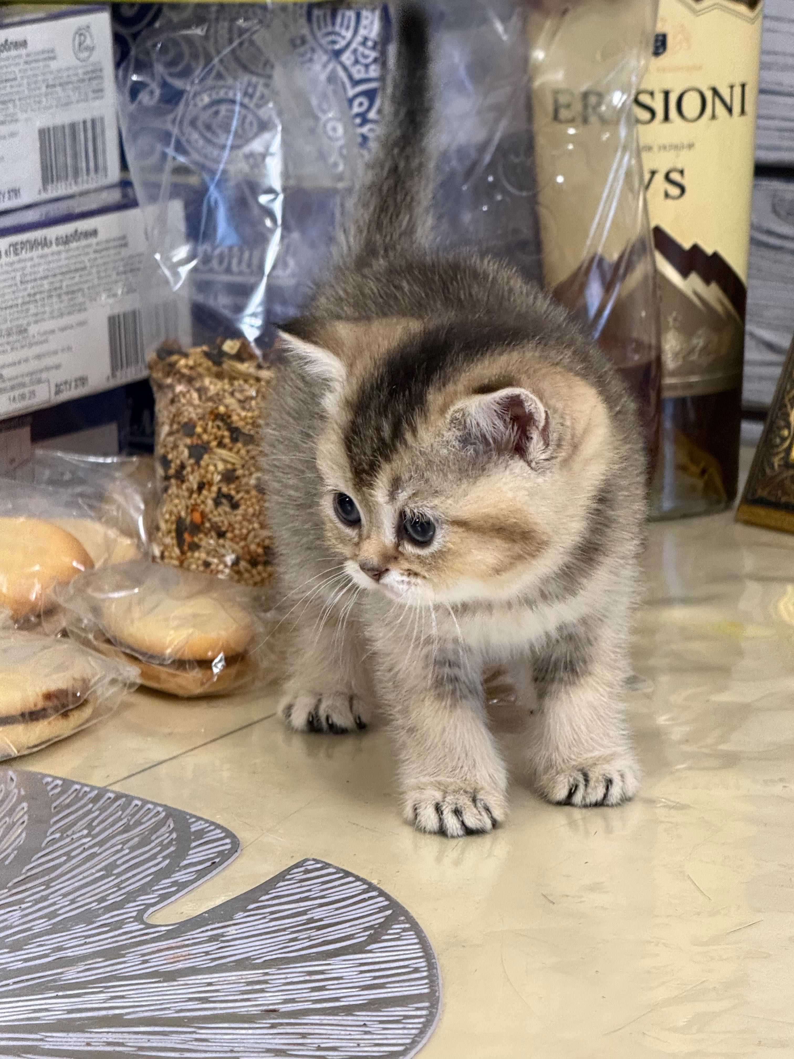 Шотландські кошенята