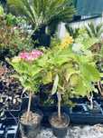 Hortensias/hidrangeas mix ja com flor