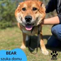 Bear szuka domu!