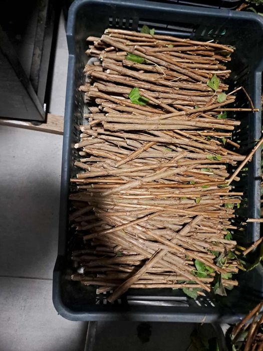 Tihope sztobry/ patyki