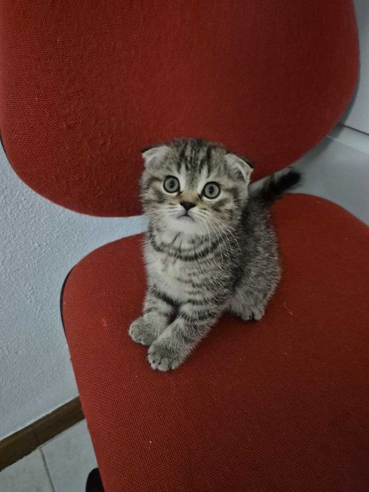 Gatinho "Scotish Fold"