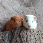 US Teddy świńka cavia młode