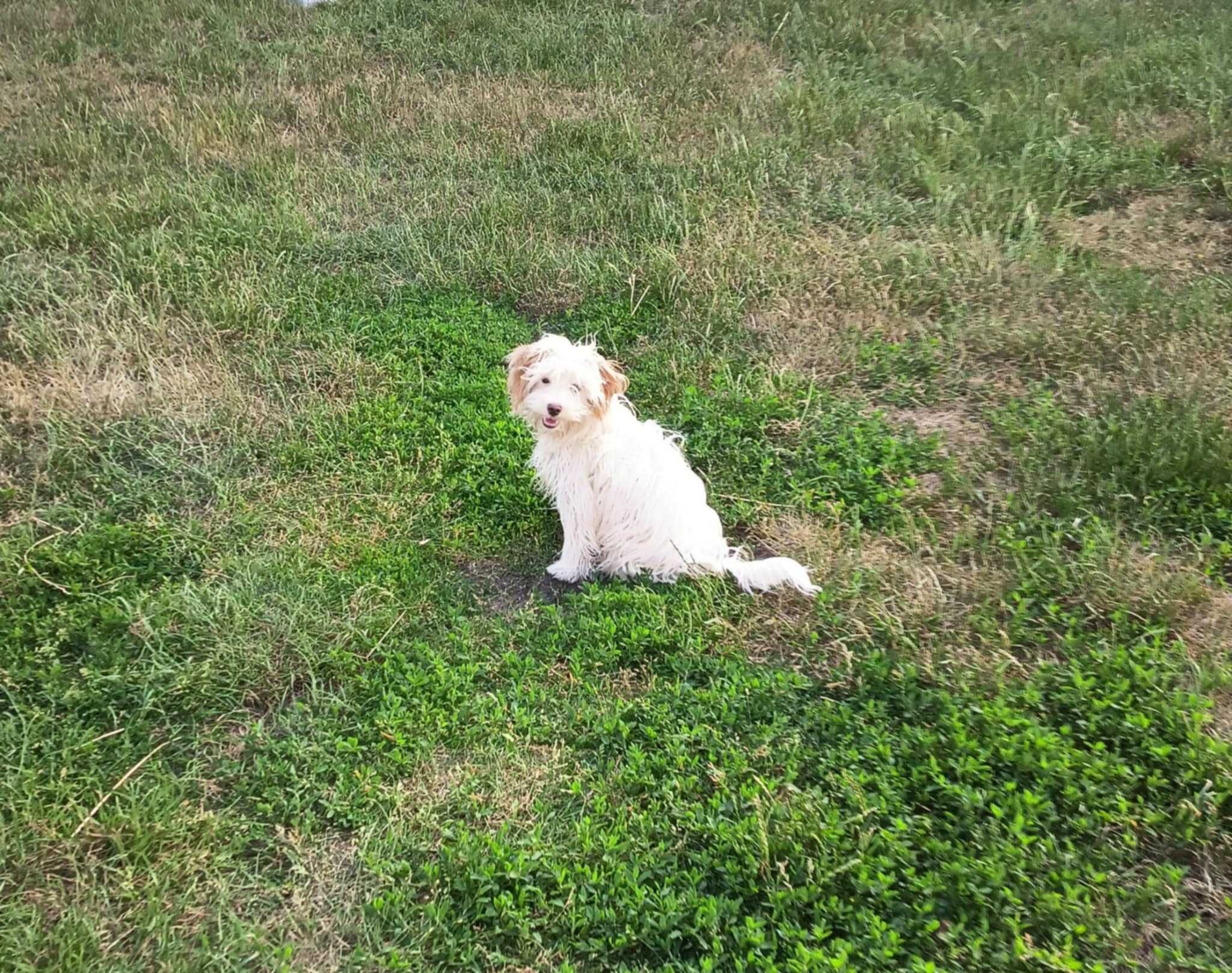 Maltipoo, zdrowy i z doskonałym charakterem