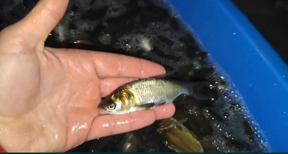 Продажа малька Коропа, амура, толстолоба