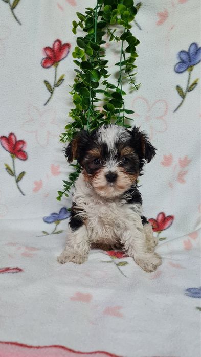 Yorkshire Beiwer mini de qualidade
