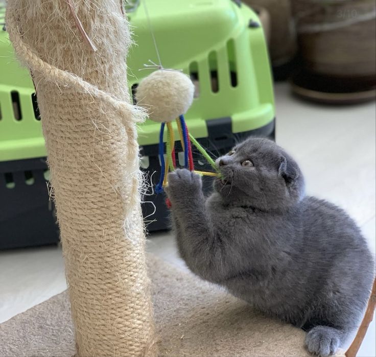 Скоттиш фолд мальчик