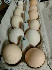 Jaja lęgowe zielononóżki