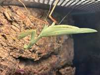 sphodromantis lineola imago