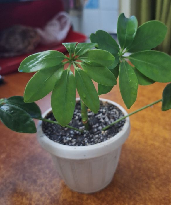 комнатные цветы/квіти/рослини