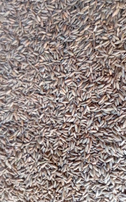 Żyto ozime ok 5 ton