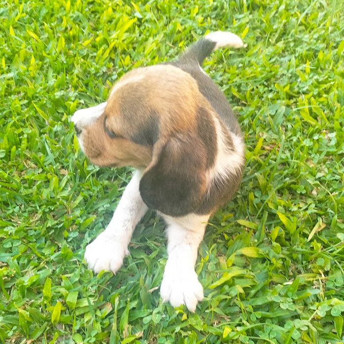 Beagle macho lindo