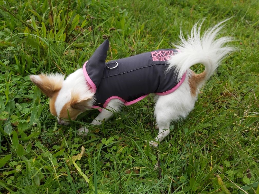 Ubranko dla psa SuperDry XS mini chihuahua Jork yorkshire terrier