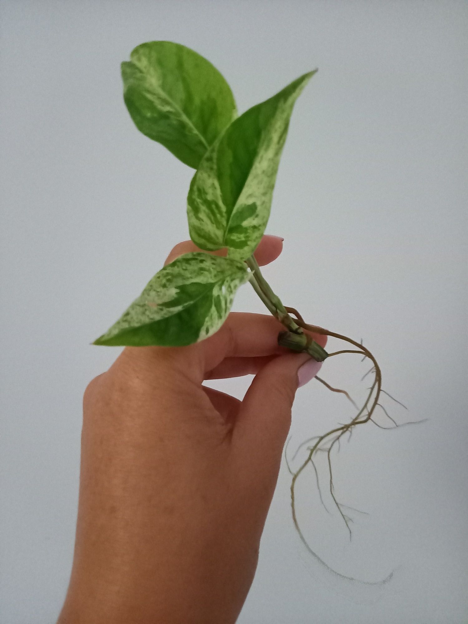 Epipremnum Pinnatum Marble Variegata