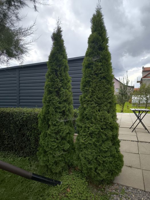 Tuja thuja szmaragd stożkowa 2,5m 30 sztuk