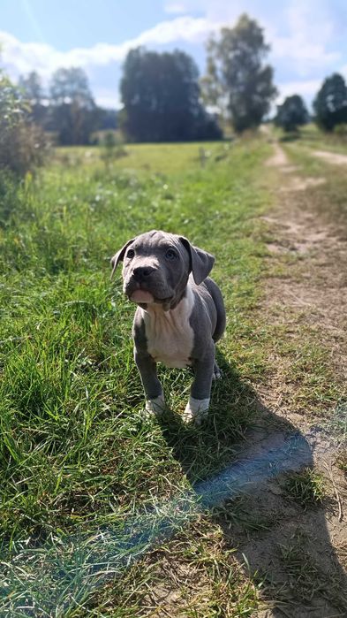Amstaff masywny samiec blue
