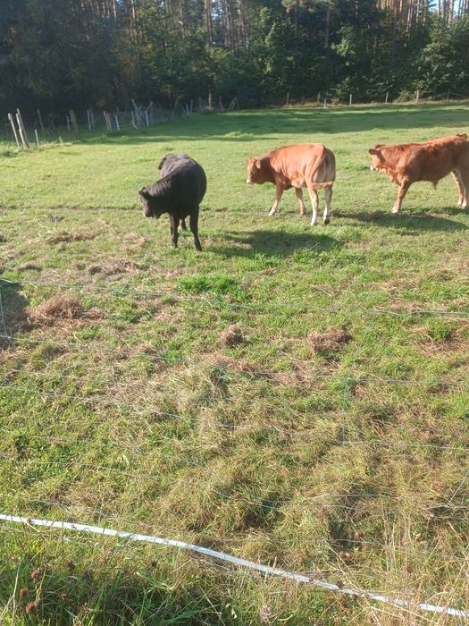 Odsadki LM i MM 5-7 miesięczne