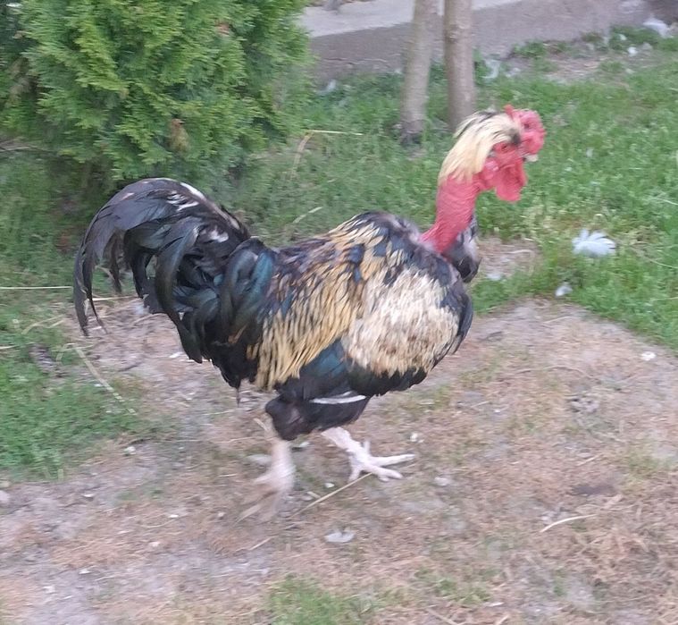 Kogut Rasy Gołoszyjka