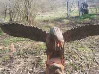 Гірський орел з малятком.