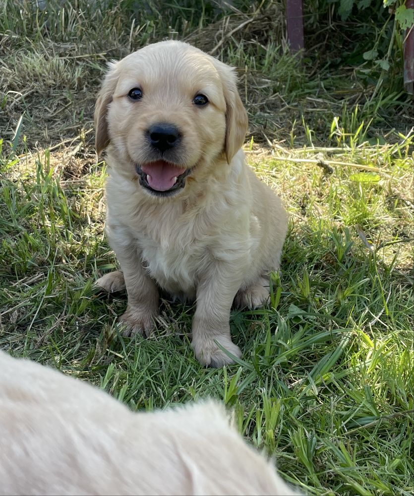Szczeniak Golden Retriever