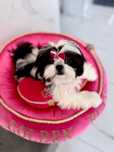 Shih tzu suczka ZKwP FCI z kompletem badań dodatkowych