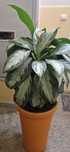 Aglaonema Silver Bay