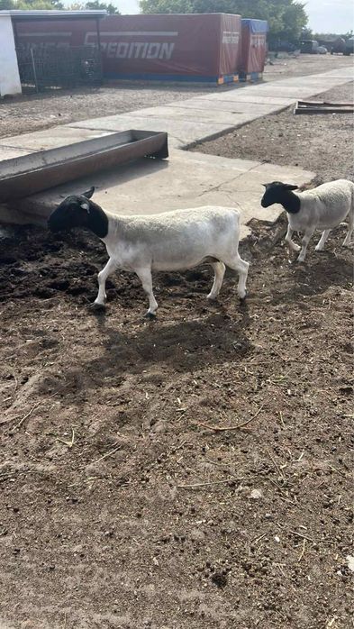 Продам баранчиків породи Дорпер