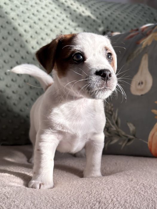 Jack russell terrier samiec (FCI)