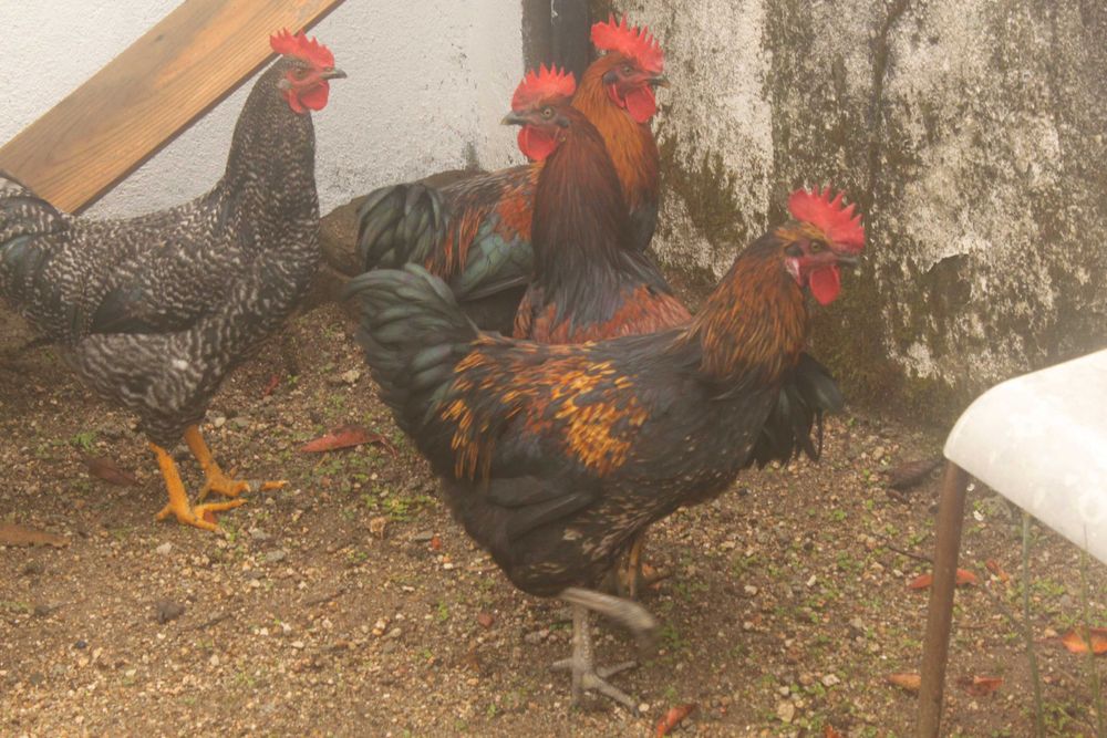 Galos adultos para vender