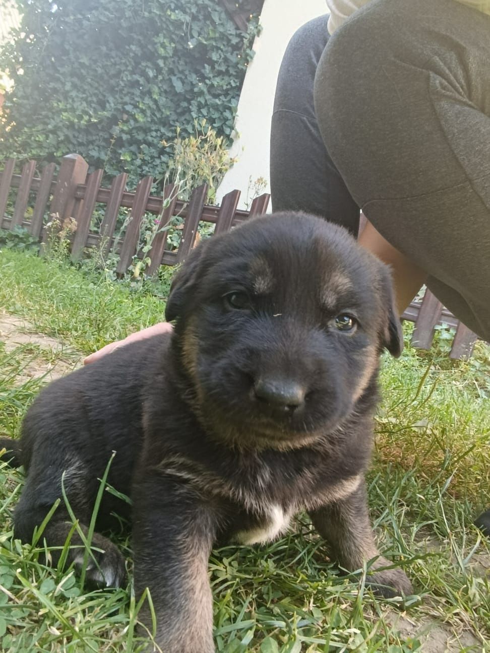 Psy pies połączenie Owczarka Niemieckiego  z Labradorem