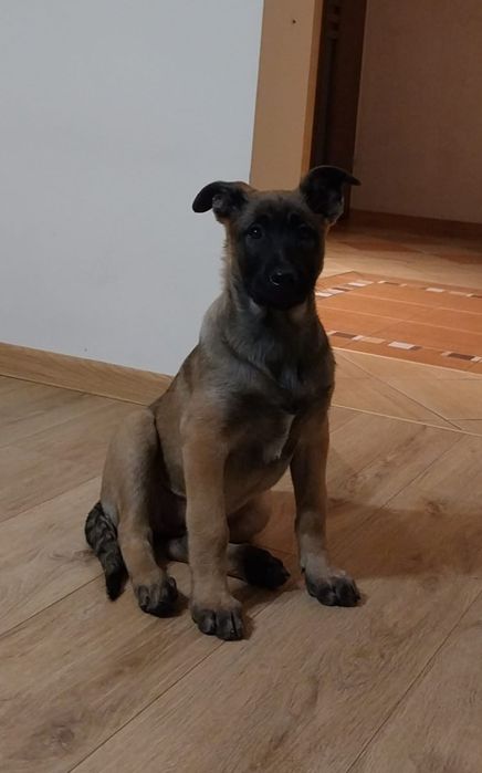 Szczenię Owczarka Belgijskiego