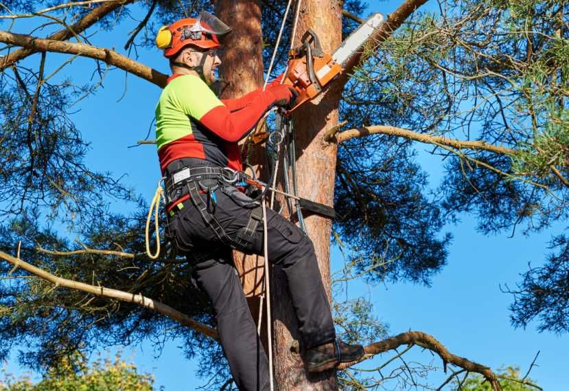 Przycinka drzew - usługi arborystyka - wycinka i pielęgnacja drzew
