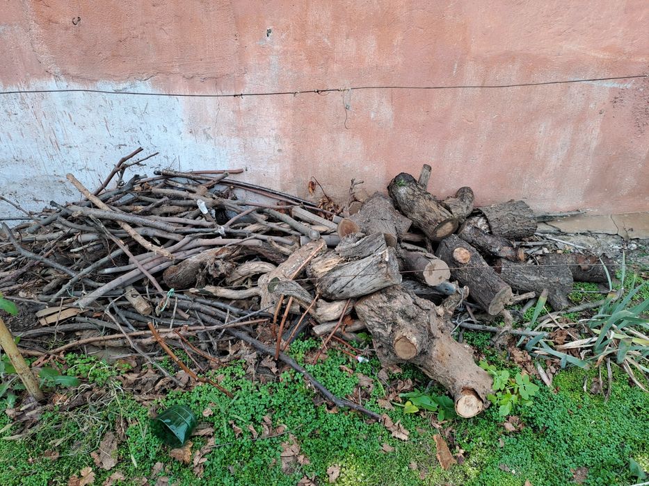 Чурки ветки фруктовых деревьев на дрова