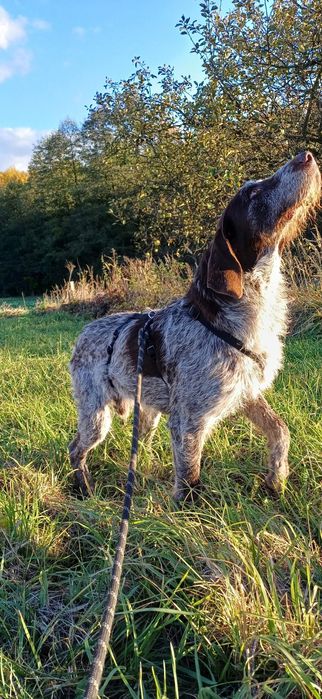 Oluś szuka kochającego domu