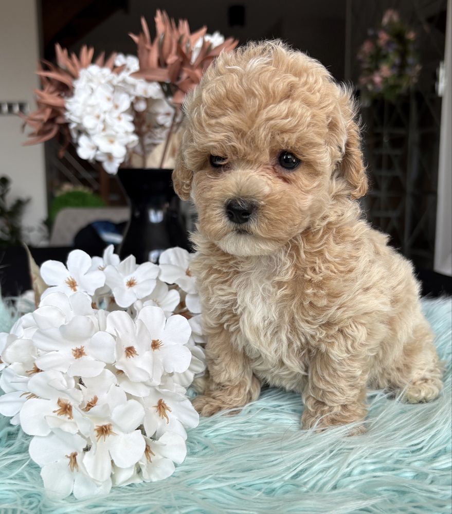 Maltipoo suczka Mini Mini