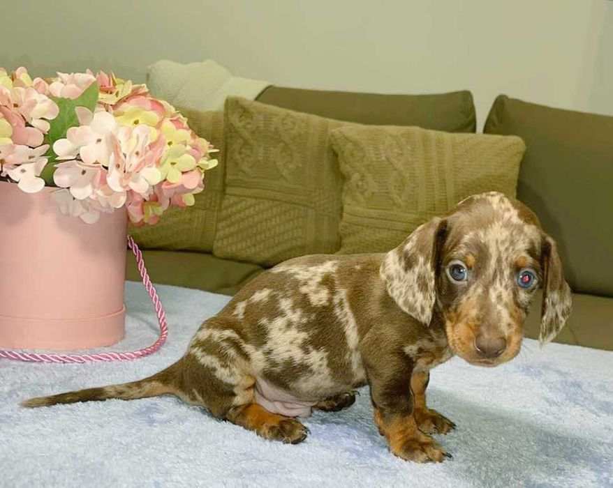 Teckel Femea Miniatura TOP