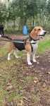 Eskel - 3 letni Beagle/Oborniki Śląskie