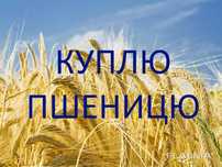 Пшениця, врожай 2025 року