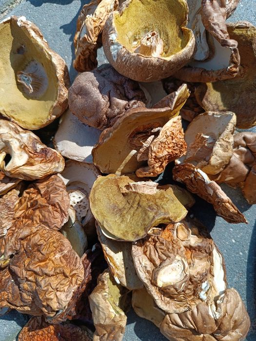 Borowik żółty seledynowy grzyby suszone 250g