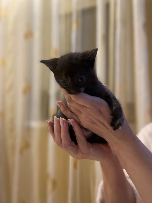 Віддаємо кошенят в добрі руки