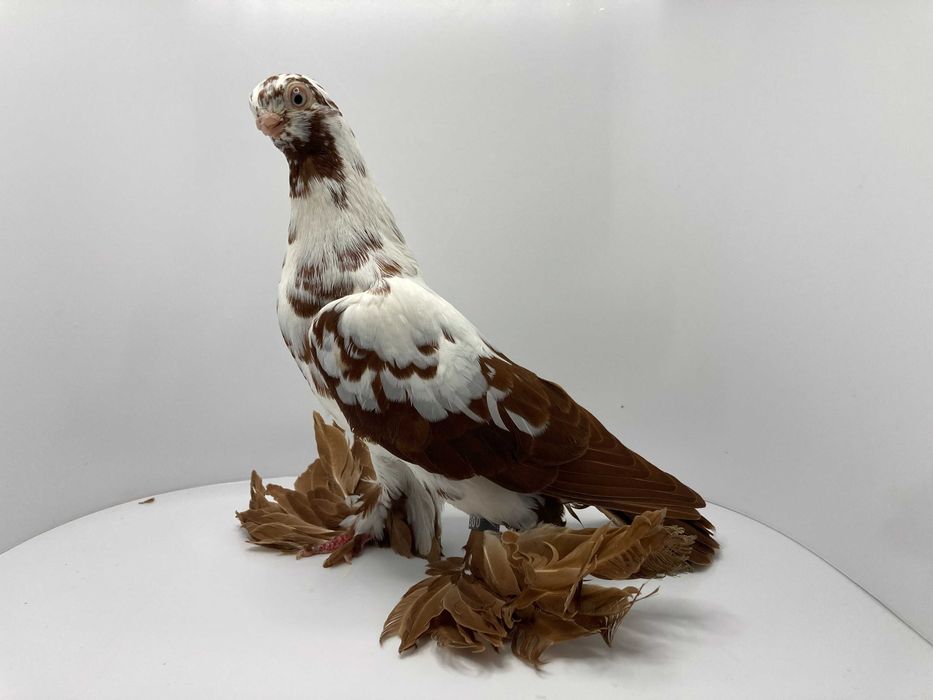 Motyl warszawski czerwony para rozpłodowa