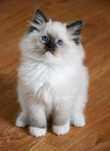 Blue Dolls Feliks – kocurek ragdoll seal mitted do pokochania