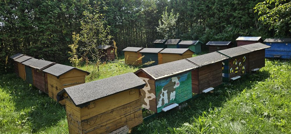 sprzedam pasiekę, ule, wirówkę