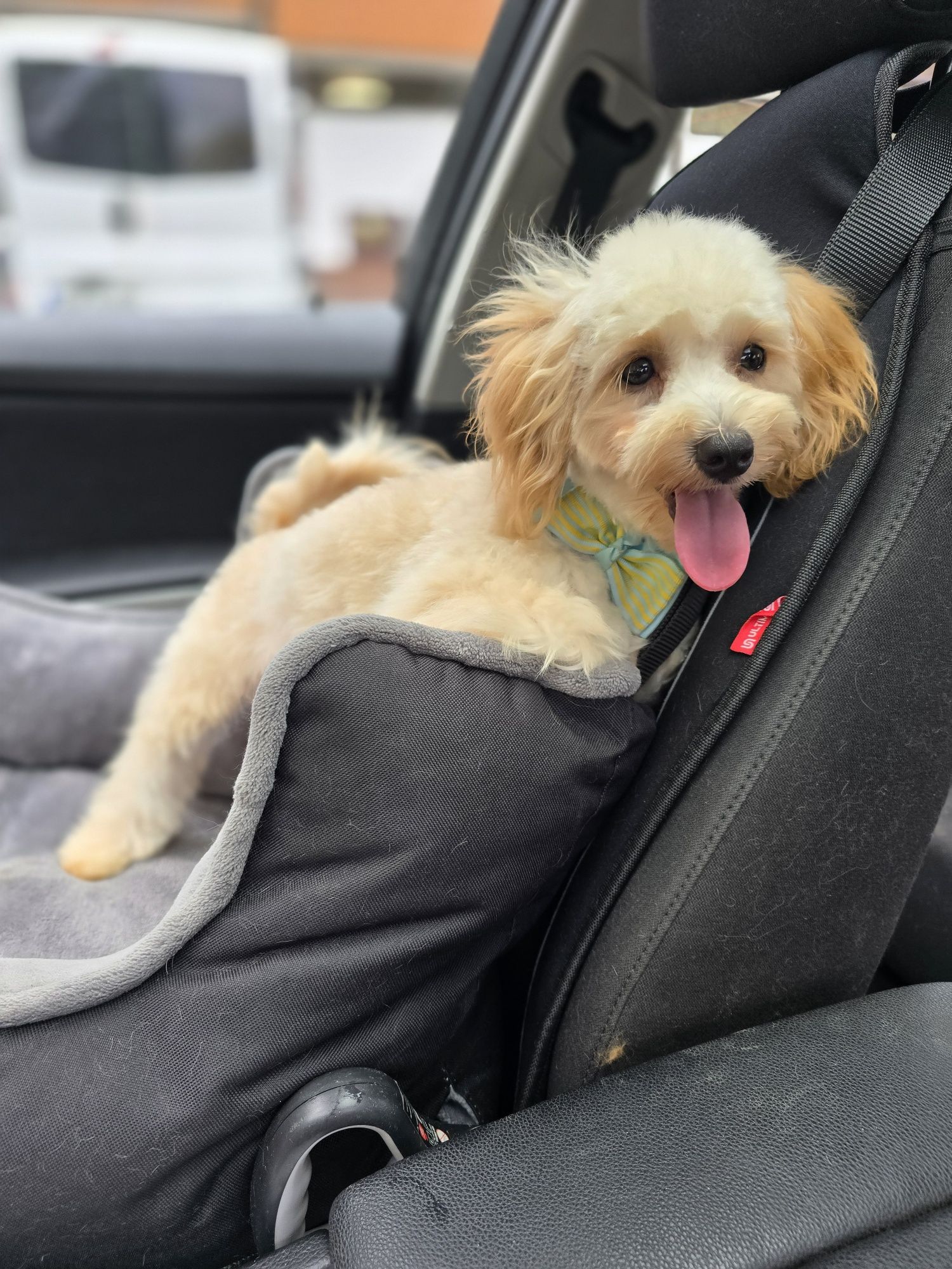 Maltipoo / chłopiec
