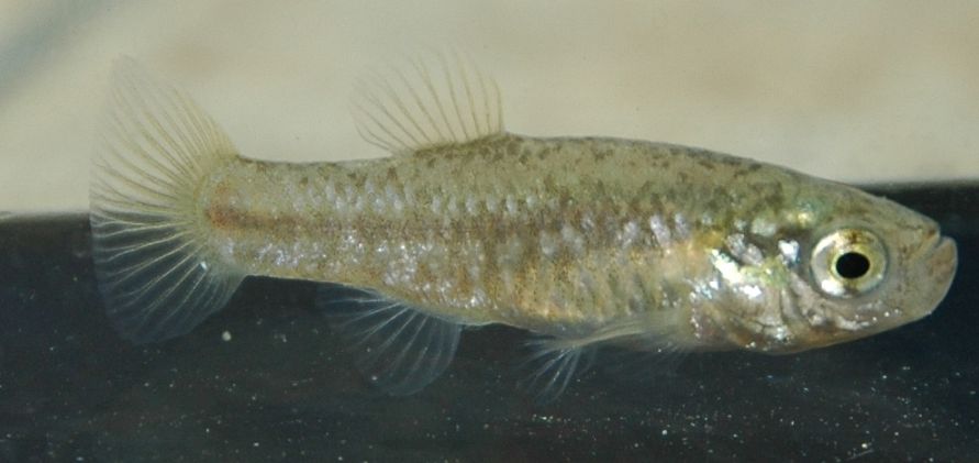 Aphanius mento bor 2,5-4cm ÁGUA FRIA