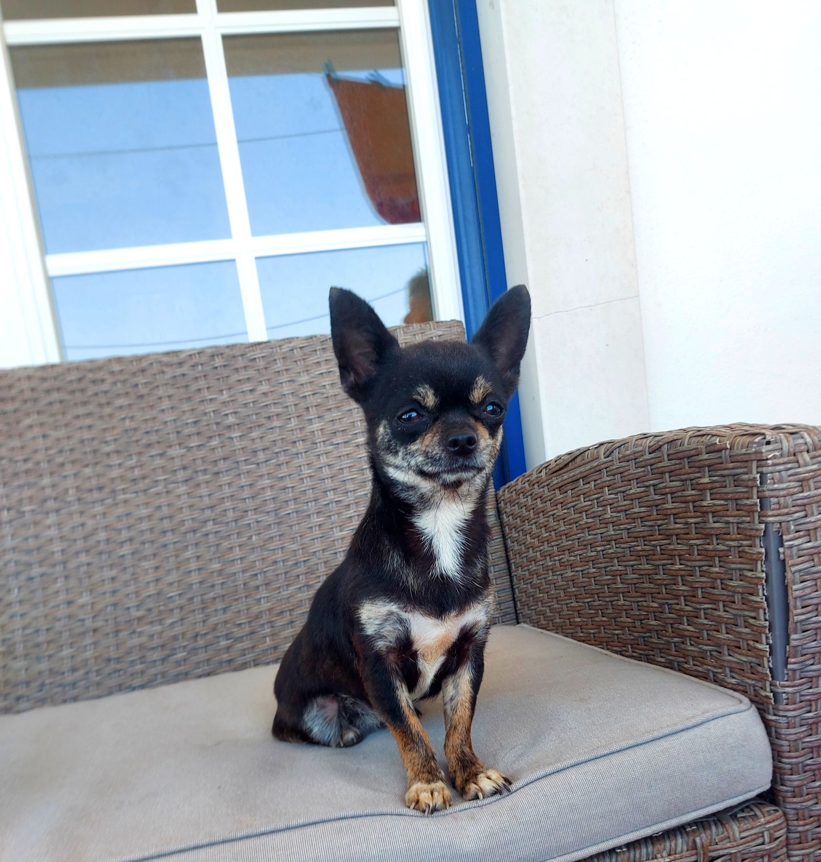 Chihuahua Fêmea, Linda