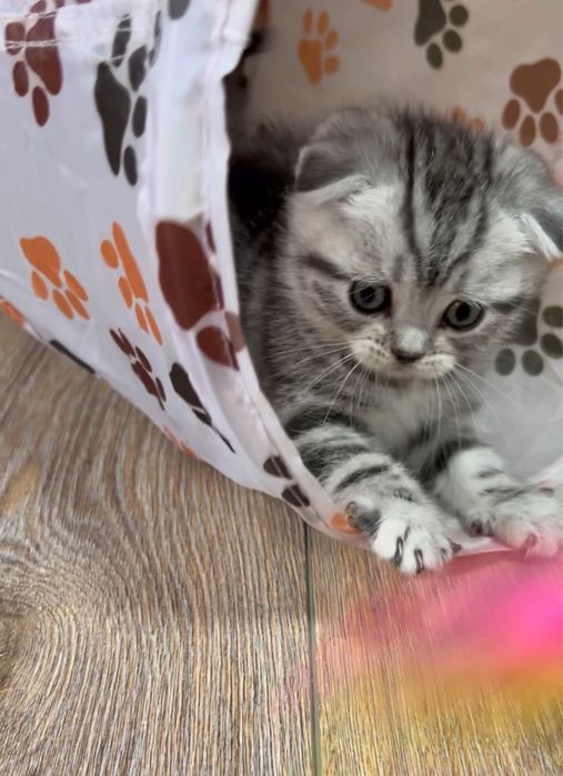 Шотландські мармурові кошенята